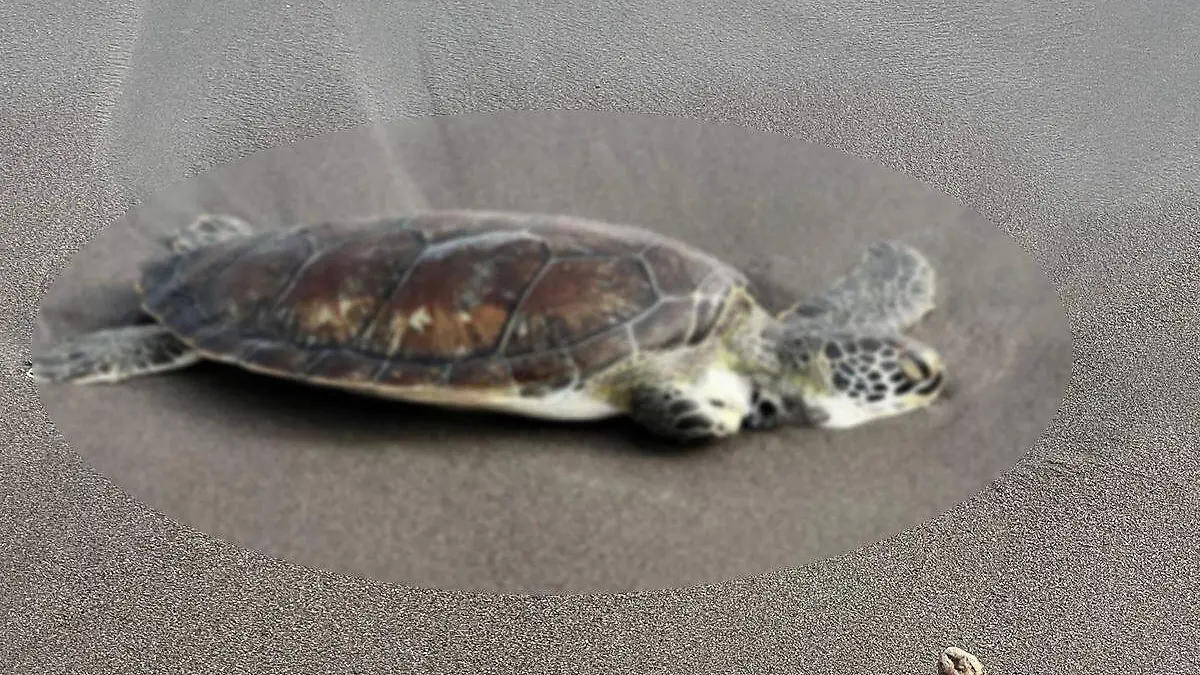 Tortuga muerta en playa de Boca del Río